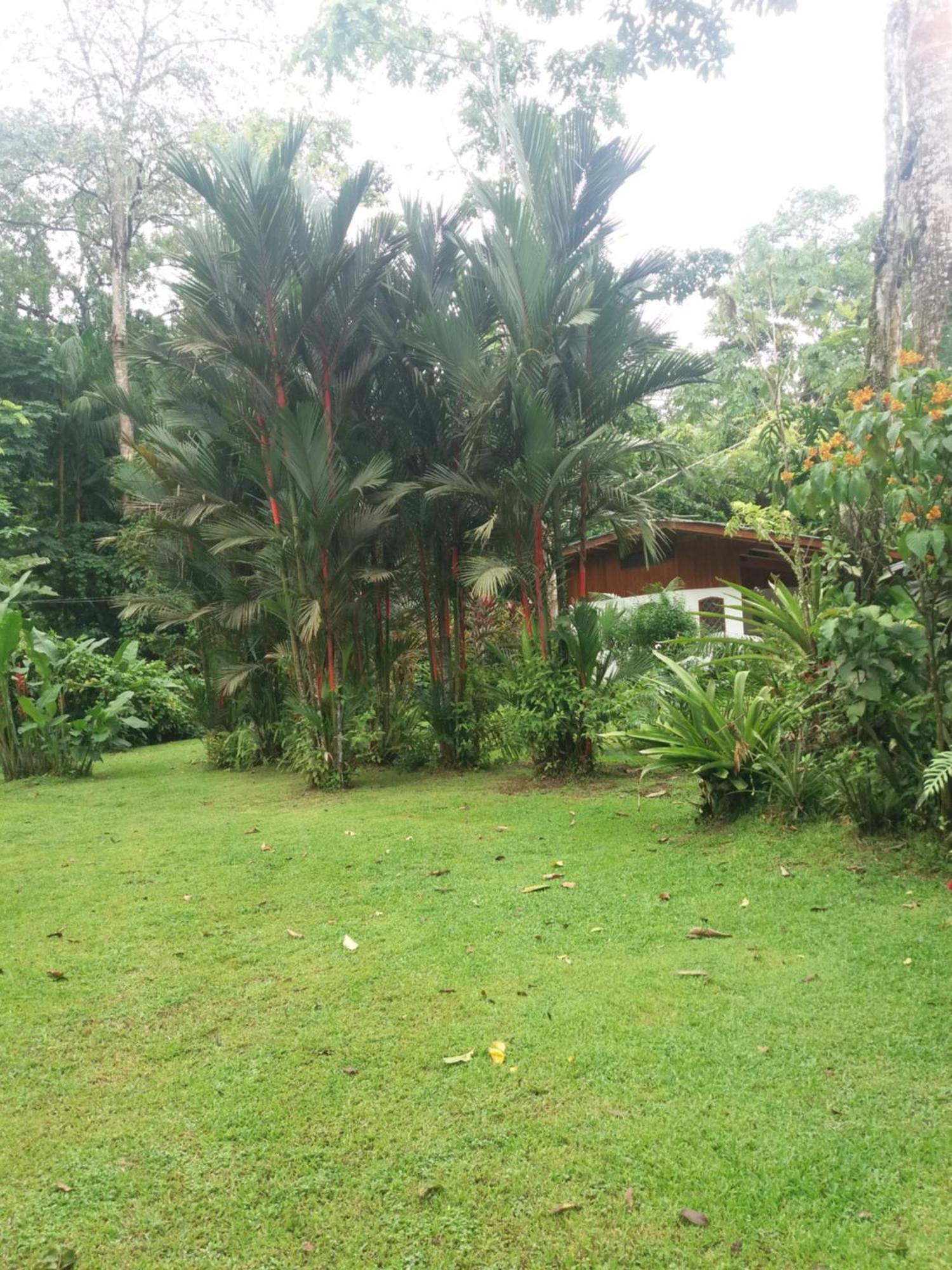 Puerto Viejo de Talamanca Los Delfines Lodge מראה חיצוני תמונה